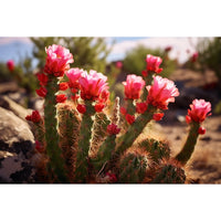 Thumbnail for Tableau Couleur Cactus