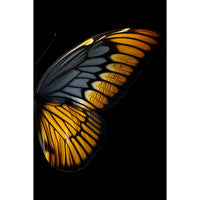 Thumbnail for Tableau Papillons Ailes
