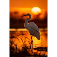 Thumbnail for Tableau Paysage de Camargue