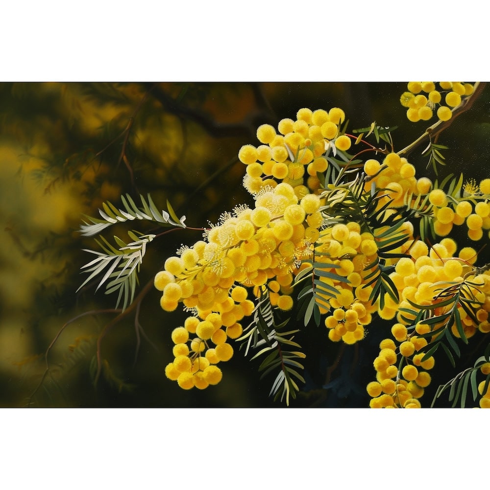 mimosa peinture huile