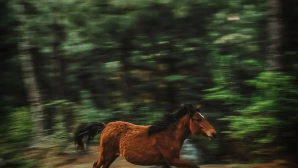 Cheval brun au galop en liberté dans une forêt