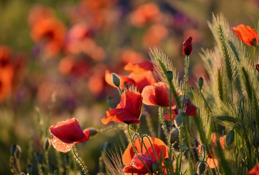 coquelicot