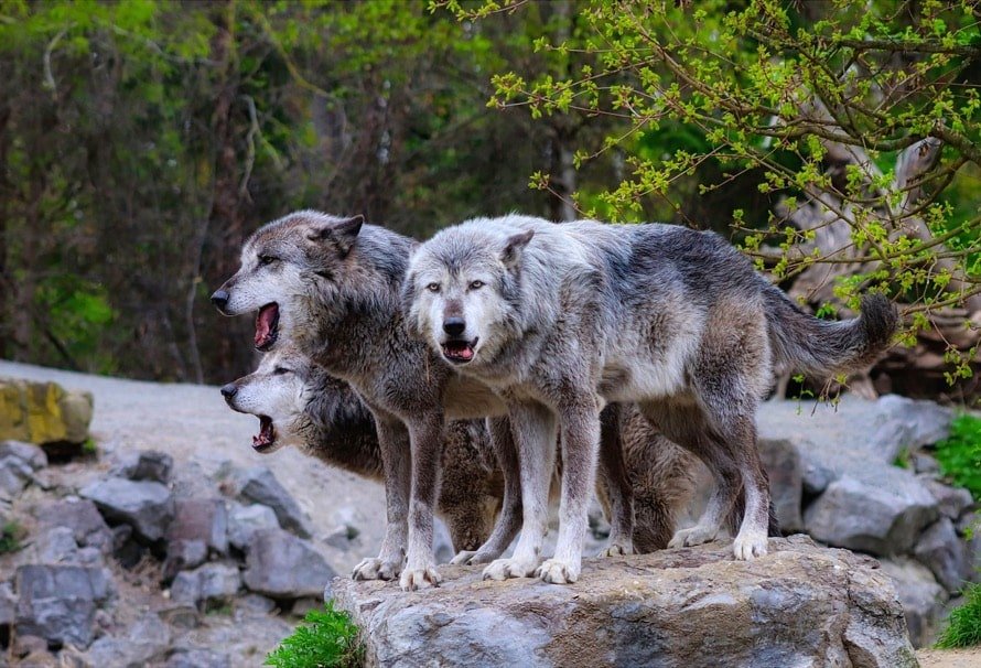 loups