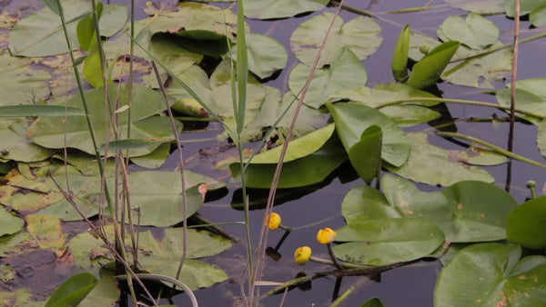 Bassin couvert de nénuphars et de feuilles flottantes