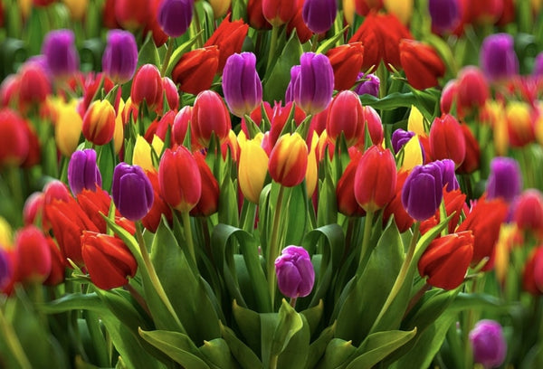 tulipe