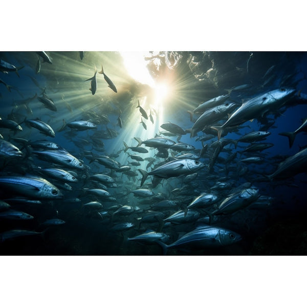 Bancs de Poissons sur un Tableau, art mural décoration nature