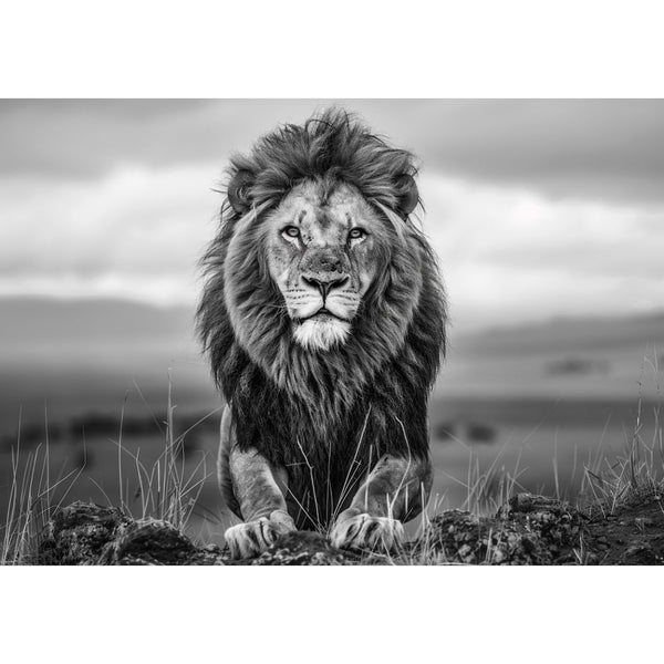 Grand Tableau Lion Noir et Blanc, art mural décoration nature