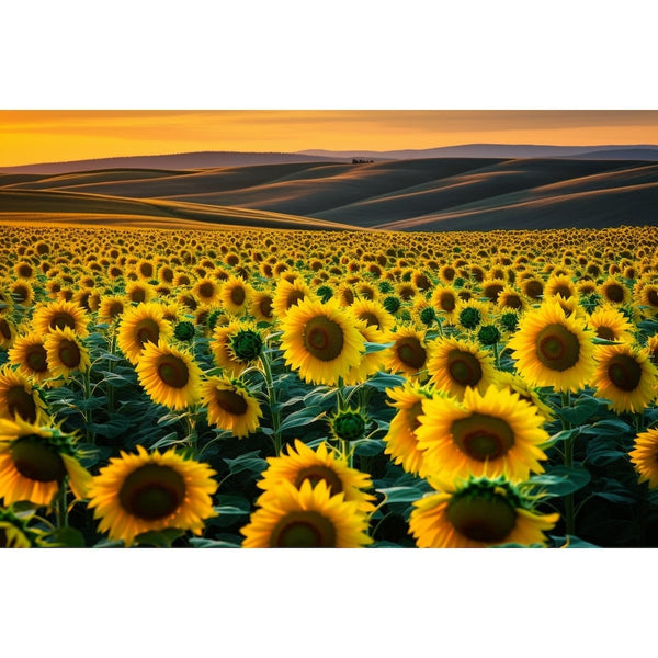 Les Tournesols Tableau