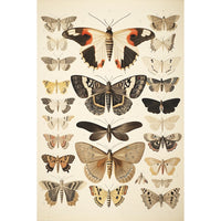 Thumbnail for Papillon De Nuit Tableau