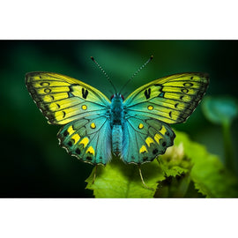 Tableau Papillon Vert, art mural décoration nature