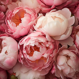 Tableau Pivoines Mélangées, art mural décoration nature