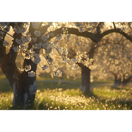 Tableau Amandier en Fleurs, art mural décoration nature