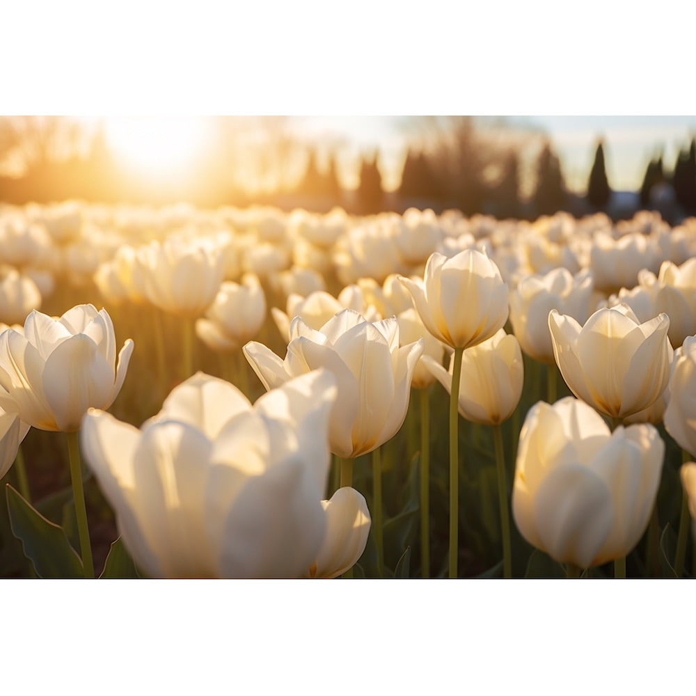 Tableau avec des Tulipes Blanches, art mural décoration nature