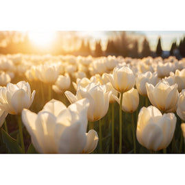 Tableau avec des Tulipes Blanches, art mural décoration nature