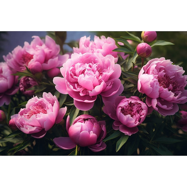 Tableau Avec Pivoines