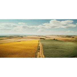 Tableau Blé et Tournesols