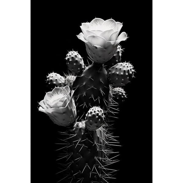 Tableau Cactus Noir Blanc