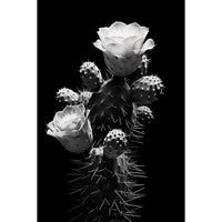 Thumbnail for Tableau Cactus Noir Blanc