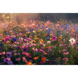 Tableau Fleurs des Champs Roses au Coucher de Soleil, art mural décoration nature