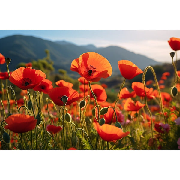 Tableau Coquelicots