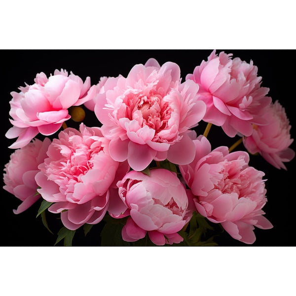Tableau De Pivoines
