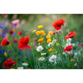 Tableau Fleurs des Champs, Coquelicots et Marguerites, art mural décoration nature