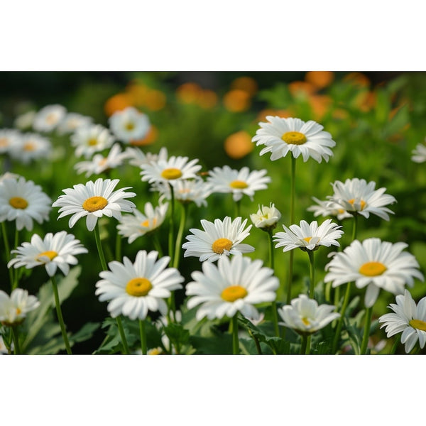 Tableau Des Marguerites