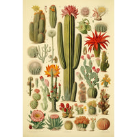 Thumbnail for Tableau Espèces de Cactus