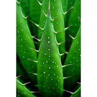 Thumbnail for Tableau Feuille Cactus