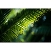 Thumbnail for Tableau Feuille Palmier Jungle