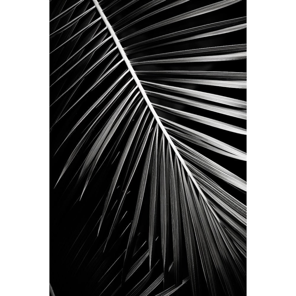 Tableau Feuille Palmier Noir Et Blanc