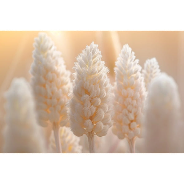 Tableau Fleur Pampa