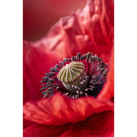 Tableau Fleur Pavot