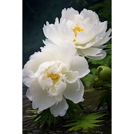 Tableau Pivoines Blanches aux Gouttes de Rosée, art mural décoration nature