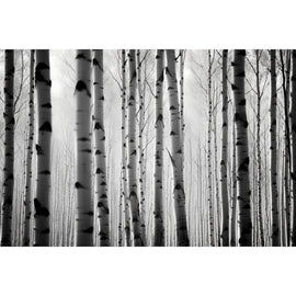 Tableau Forêt Bouleaux Noir et Blanc, art mural décoration nature
