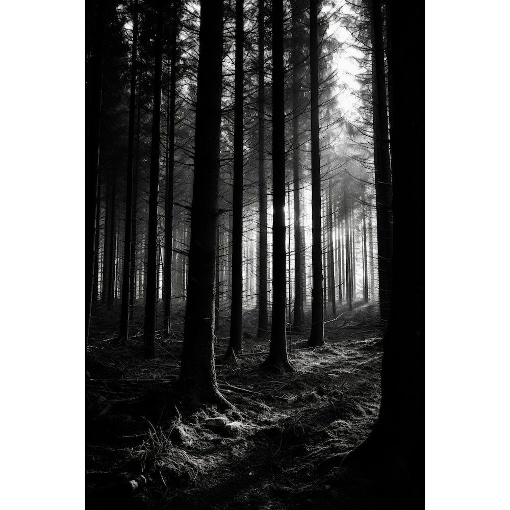 Tableau Forêt Noire Noir et Blanc, art mural décoration nature