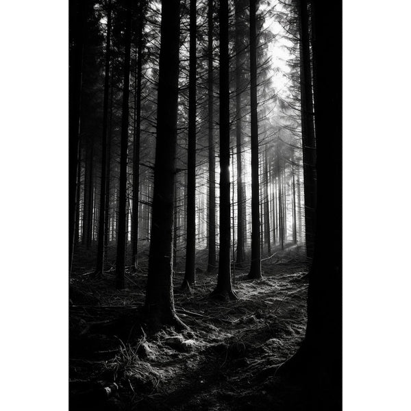 Tableau Forêt Noire Noir et Blanc, art mural décoration nature