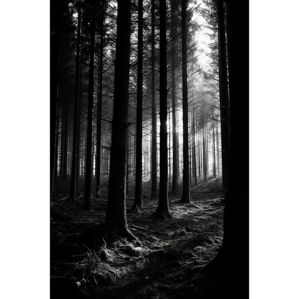Tableau Forêt Noire Noir Blanc