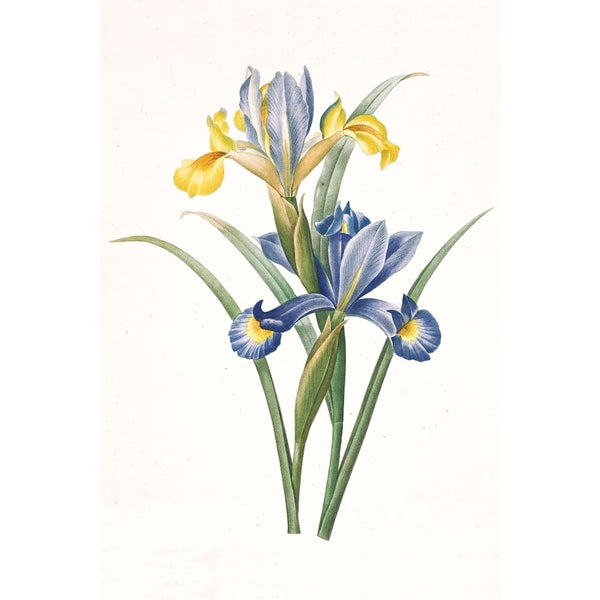 Tableau Célèbre Iris, art mural décoration nature