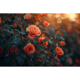 Tableau Mural Roses Corail au Coucher de Soleil, art mural décoration nature