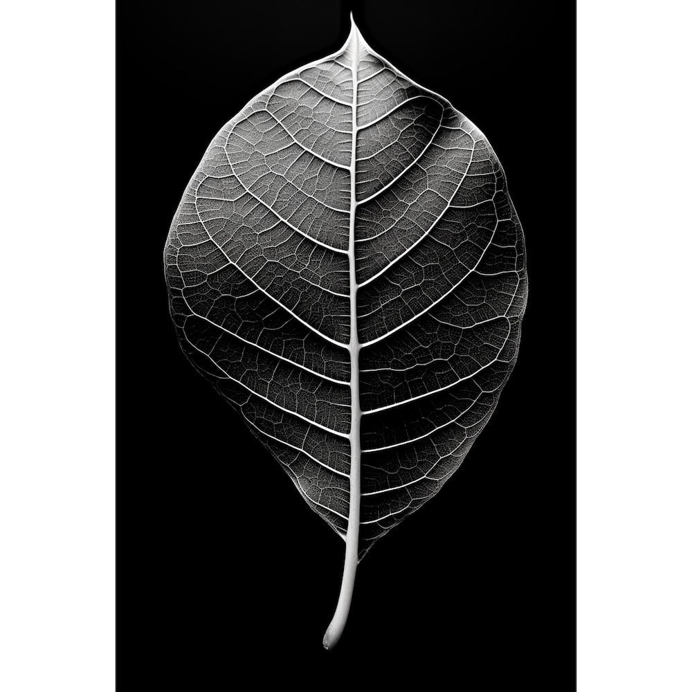 Tableau Feuille Noir et Blanc, art mural décoration nature