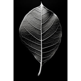 Tableau Feuille Noir et Blanc, art mural décoration nature