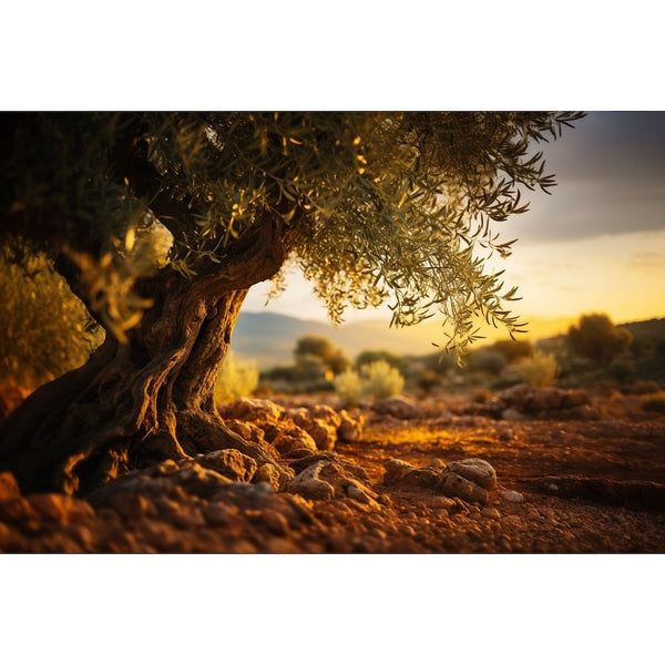 Tableau Olivier Arbre