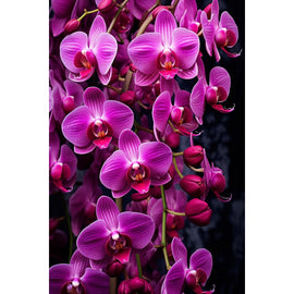 Tableau Toile Orchidée, art mural décoration nature