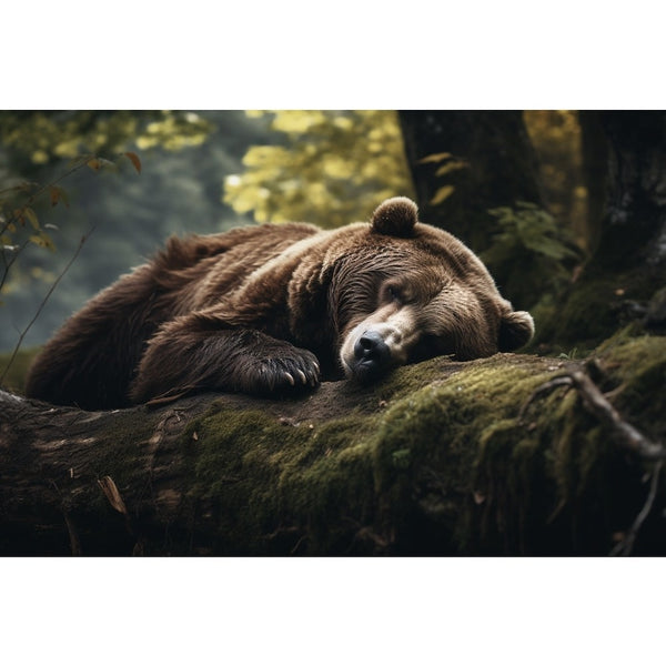 Tableau Ours Dort, art mural décoration nature