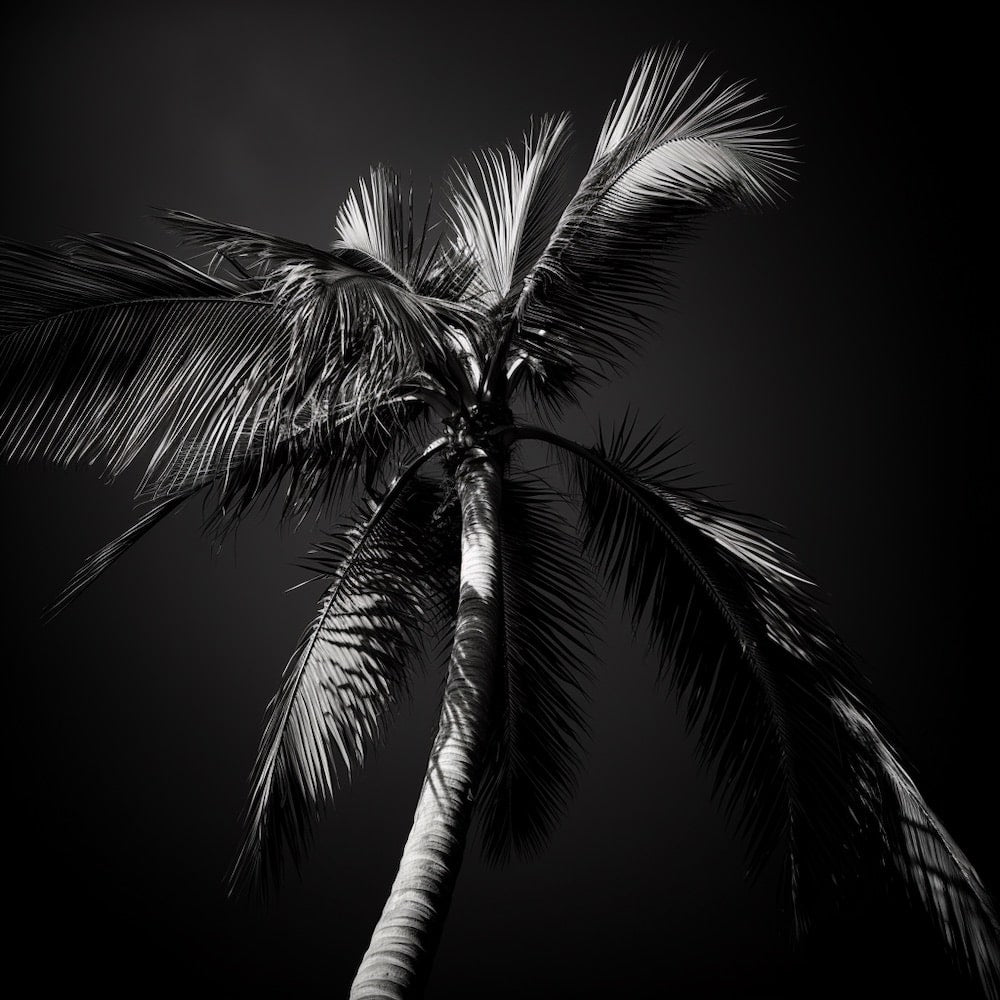 Tableau de Palmiers Noir et Blanc, art mural décoration nature