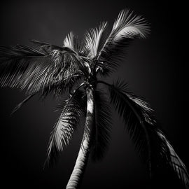 Tableau de Palmiers Noir et Blanc, art mural décoration nature