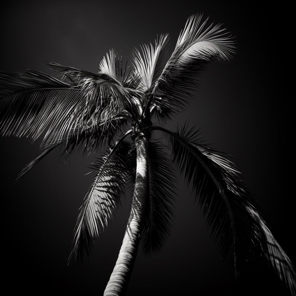 Tableau Palmiers Noir Et Blanc