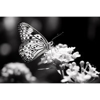 Thumbnail for Tableau Papillon Noir Blanc