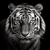 Thumbnail for Tableau Tête Tigre Noir Et Blanc